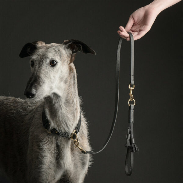 Dogstorys Leine Canem Rhye