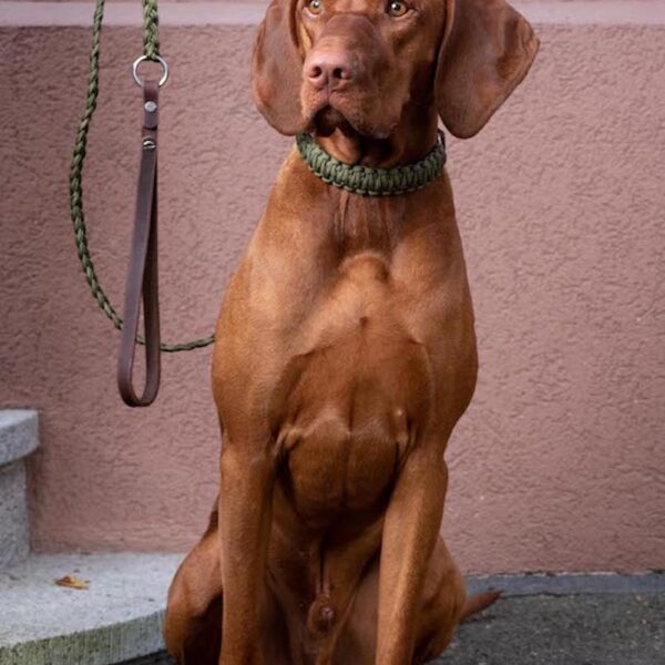 Dogstories-Leine-Nalu