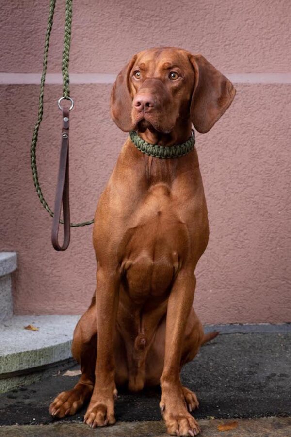 Dogstories-Leine-Nalu