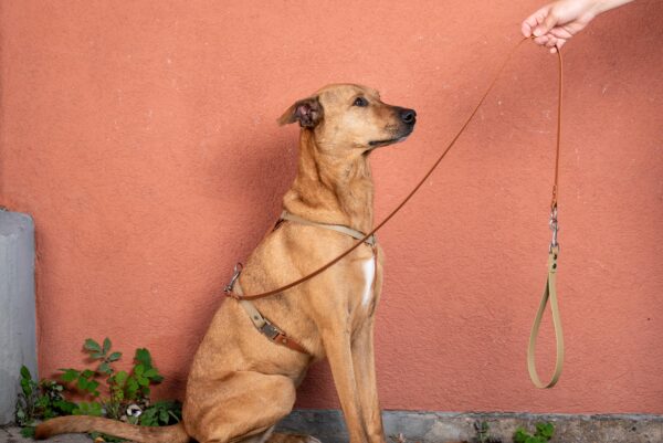 Dogstories-Leine-Alvin