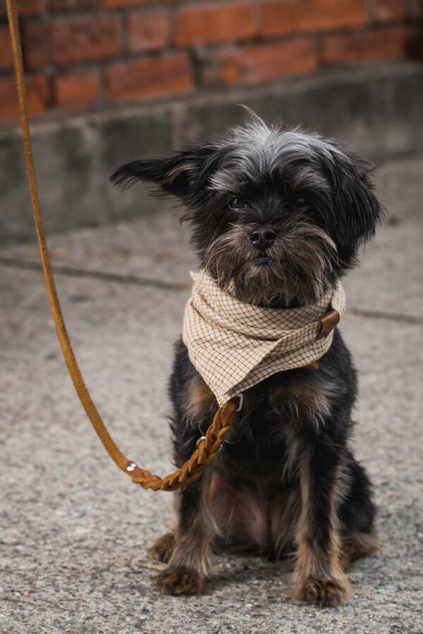 Dogstorys- Fettleder geflochten-Halsband und Leine