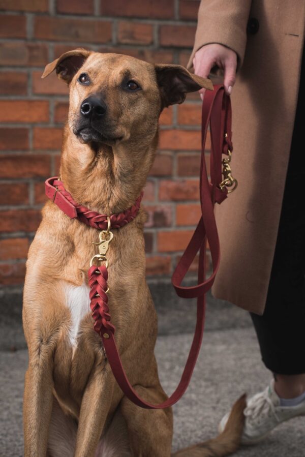 Dogstorys- Fettleder geflochten-Halsband und Leine