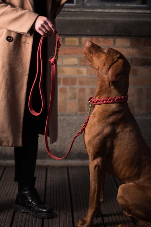 Dogstorys-Fettleder-rot