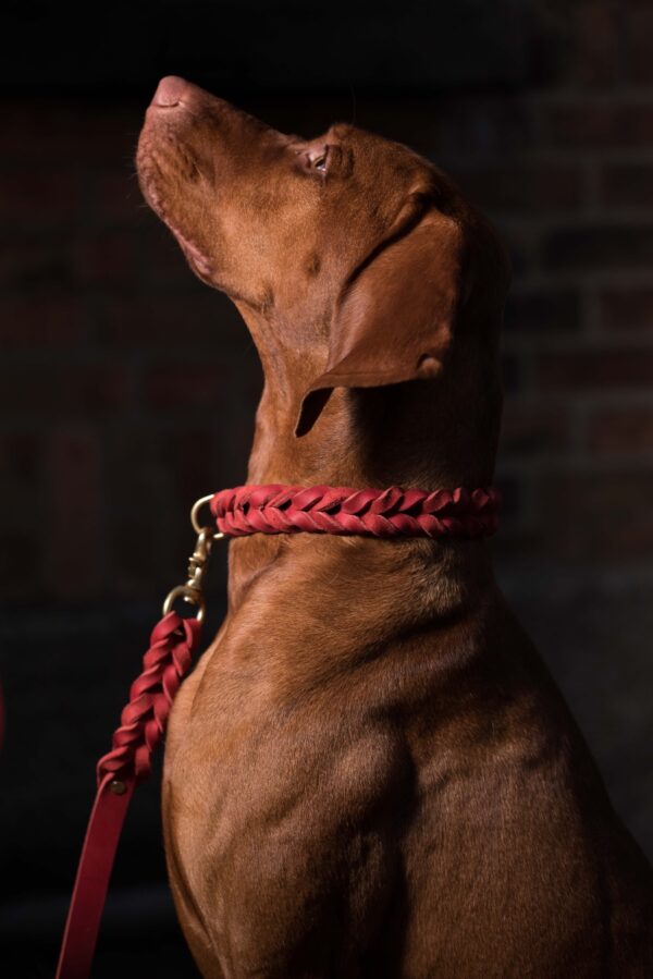 Dogstories – Bild 4