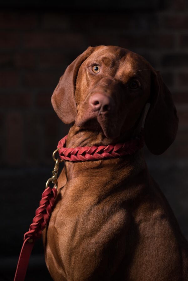 Dogstorys-Fettleder-rot