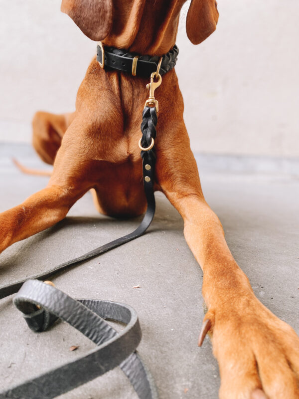 dogstorys-Halsband-Cookie