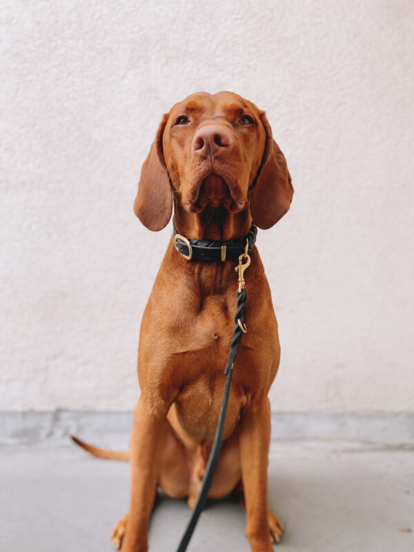 dogstorys-Halsband-Cookie