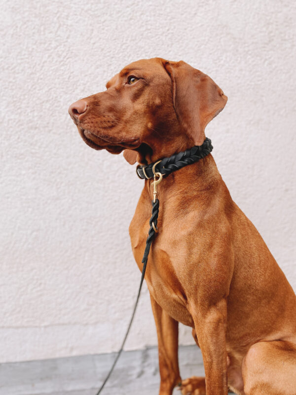 dogstorys-Halsband-Cookie