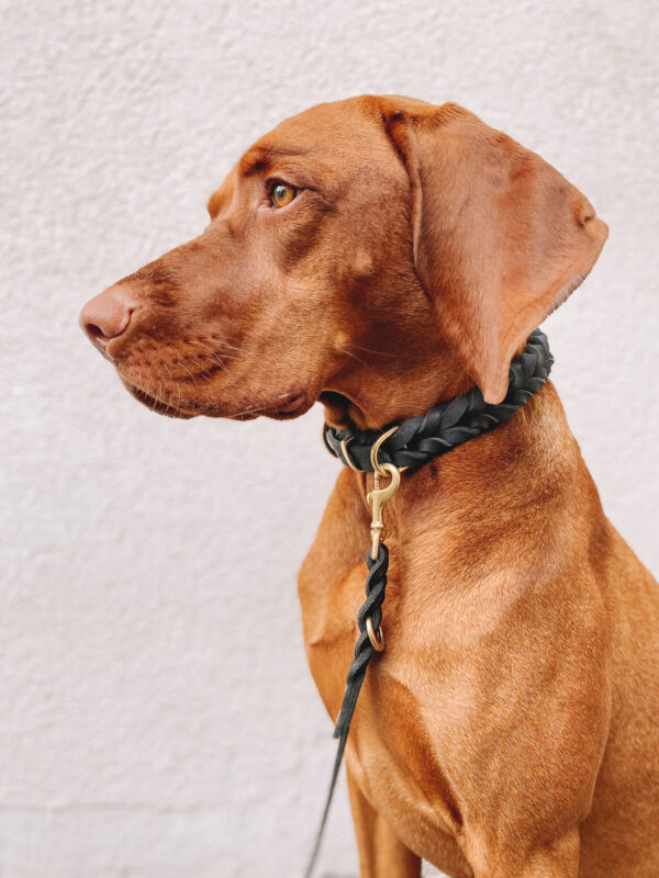 dogstorys-Halsband-Cookie