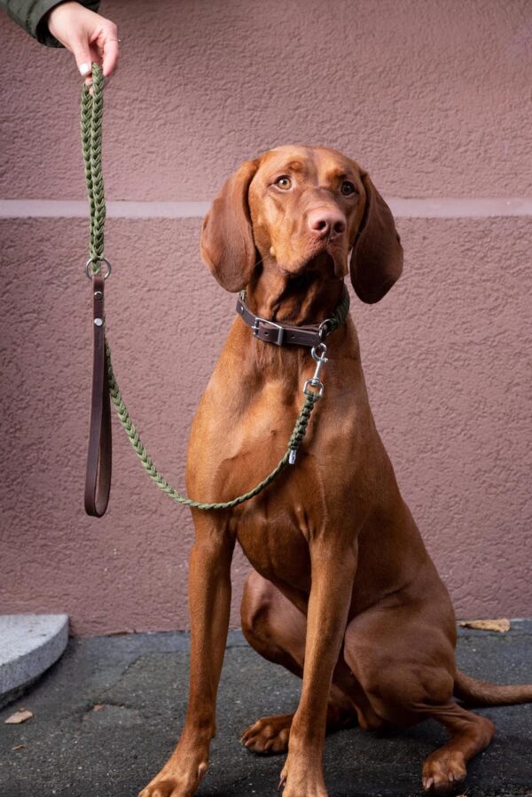 Dogstories-Leine-Nalu