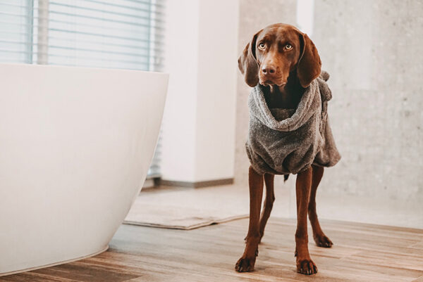 Dogstorys-Lilli Bademantel-Pflege